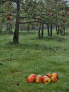 pomme 18 liste